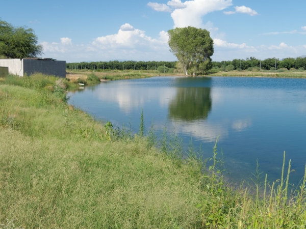 Torres Blancas Golf Club Green Valley Arizona Dragonflies